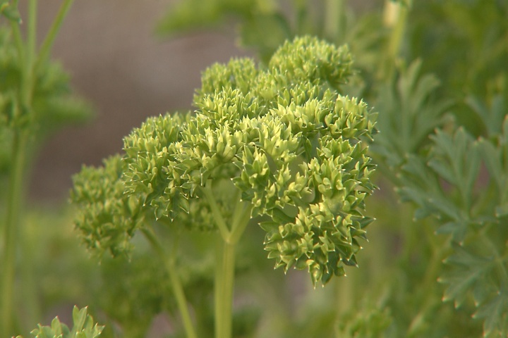 Plant parsley for a tasty winter crop 